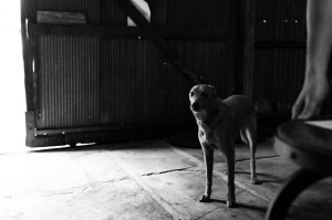 hart-of-the-barossa-7133